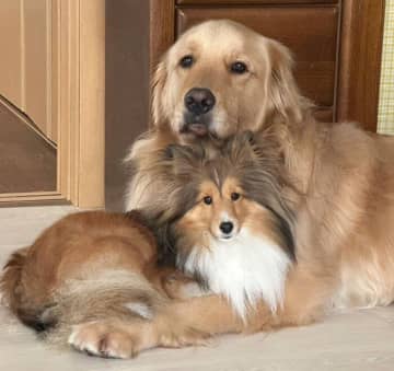 体をくっつけ合う2頭の犬たち！“密着”から読み取れる心理とは｜獣医師解説