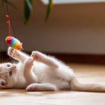 猫の『テンション』を上げるもの3選　愛猫の暮らしを活気づける上手な活用法も