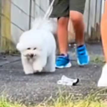 お兄ちゃんが落としたハンカチを積極的に拾う犬→試しにパパも落としてみたら…辛辣すぎる『対応の差』に爆笑「確信犯で草」「まさかのｗｗ」