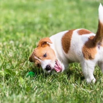 犬が『楽しんでいる』ときにみせるサイン５選　見逃したくない行動や日常を充実させる方法まで