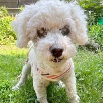 16年一緒にいたおばあちゃんと老犬→『安楽死させてくれ』と病院に持ち込まれ…獣医師による判断と現在に反響「なんて優しいの」「感動した」