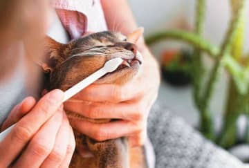 猫は歯の病気にかかりやすい！？ 猫に多く見られる3つの「口内トラブル」とは　｜獣医師解説