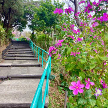 【下田ロープウェイ】寝姿山にて2週間遅れでリトルエンジェルが満開!