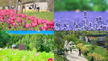 北海道の花畑10選！花の見頃や魅力を徹底解説