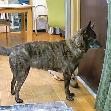 家に『家族じゃない人』が侵入したら、犬はどうするのか検証→吠えるのかと思いきや…『想定外の反応』が22万再生「めちゃくちゃ頭いいな」