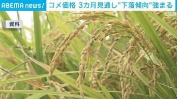 高止まりするコメの価格 今後3カ月は下落傾向が強まる見通し 在庫増が主な要因