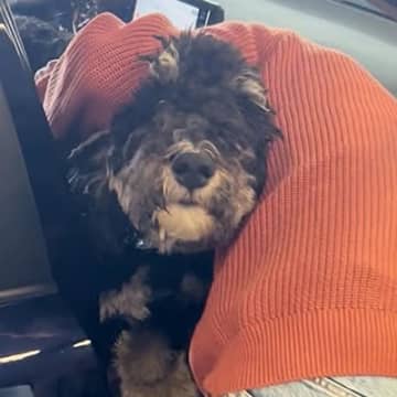 『1週間ぶりに帰国したら…』空港まで迎えに来た大型犬→再会した瞬間、甘えん坊な『おかえりなさい』に反響 子供のような行動に思わずほっこり