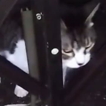 家の外に紐で繋がれ『放置されていた老猫』が保護されて1年…愛情いっぱいにお世話された結果→15歳の今、猫が見せた『表情』に涙