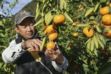 甘い「木熟ミカン」最盛期　和歌山・田辺