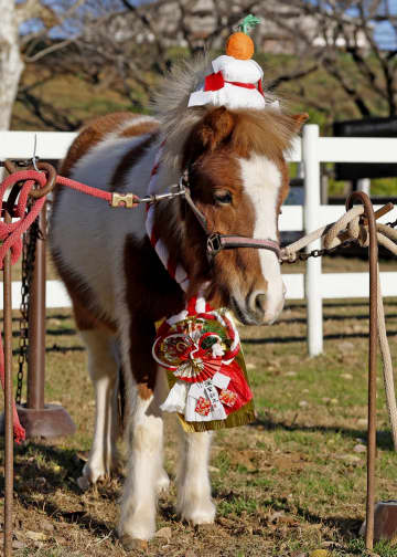 午年ちなみポニーと撮影、成田市　ゆめ牧場で新年先取り
