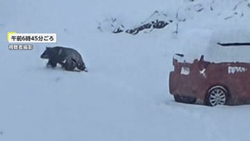 男性に覆いかぶさるクマを住民が殴って撃退　長野では除雪作業中の78歳男性が突然クマに襲われ搬送