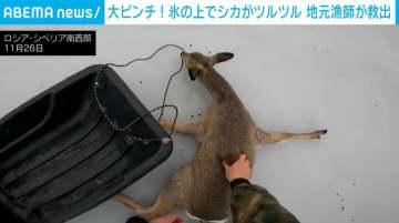 大ピンチ…氷上で滑り必死にもがくシカ 「いい子だ。噛むなよ…」漁師が救出する一部始終 ロシア