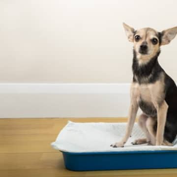 犬が『尿路結石』になったときのサイン5つ　主な初期症状や治療法まで解説