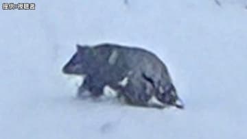 「血を流し倒れている」クマに男性が襲われ負傷　温泉街で雪かき中…専門家「降雪期、住宅地への出没はかなり珍しい。餌が足りず迷い込んだか」「12月末まで冬眠しない個体も、警戒が必要」