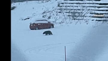 「ギャー」と悲鳴、覆い被さるクマを素手で殴り追い払う　温泉街では雪かき中に78歳男性が襲われ流血　各地で被害相次ぐ