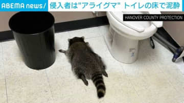 “泥酔アライグマ”が酒店に出没…千鳥足で棚から転落→翌朝トイレで発見される珍事 米バージニア州