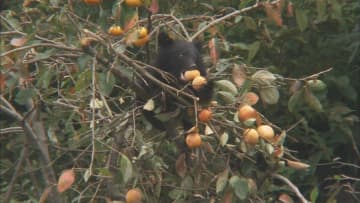 クマはいつ冬眠する？12月でも出没続く理由 「冬でもクマの気配を感じたら避難を」