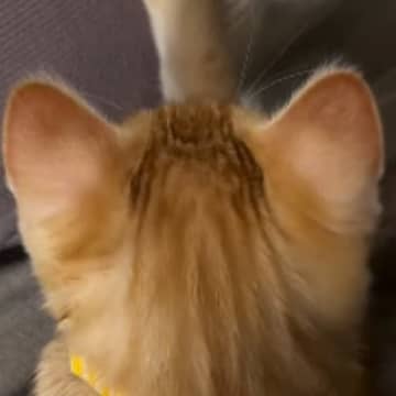 赤ちゃんを寝かしつけていたら、『子猫』がやって来て…予想外の『尊すぎる瞬間』に「うわぁ～ホッコリ」「愛がいっぱいで泣ける」と反響