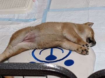 無防備に眠る姿が愛くるしい柴の子犬　4年後には“豊かな表現力”で家族を魅了する存在に