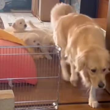 『カルガモの親子…？』母犬のうしろを一生懸命ついていく赤ちゃん犬たち→あまりにも可愛い光景が88万再生「お母さん大変ｗ」「なんて尊いの」