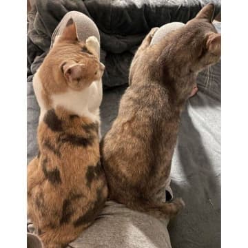 仕事から帰ると、両膝が満席に！　姉妹猫が“仲良くお膝乗り”してくれた瞬間にほっこり