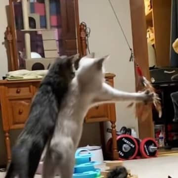 猫じゃらしを使うと子猫たちが続々と集まってきて…『スロー撮影』した結果→かわいすぎる光景が12万再生「ヤバい声出して笑った」「賑やかｗ」