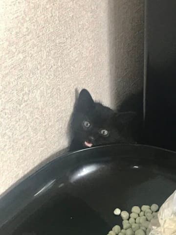 親戚の職場で生まれた生後約1カ月の保護子猫をお迎え→3年後、飼い主の手を手繰り寄せて甘えようとする姿にキュン！