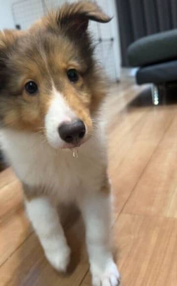 幼い顔つきが愛らしい生後2カ月のシェルティ子犬→約1年後ぐんと成長し「大切な家族の一員でかけがえのない存在」に！