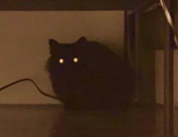 お迎え当時、ベッドの下に身を潜めていた小さな保護子猫　7年後には“癒しの甘えん坊”に成長！