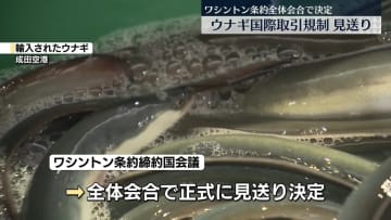 ウナギ“国際取引規制”見送り、国際会議で正式決定　日本などの主張認められた形に
