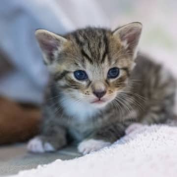 猫、男性に対してより鳴くことが明らかに