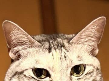 マットレスがキャットタワーに変身！掃除中の飼い主さんをドヤ顔で見守る猫ちゃんがかわいくて癒やされる