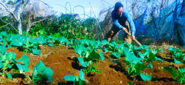 完璧をめざす、強くありたいと思う／自給自足を夢見て脱サラ農家40年（78）【千葉県八街市】