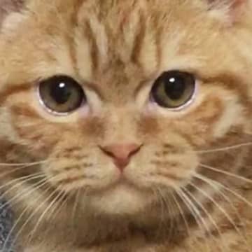 くりくりのお目々が愛らしかった子猫→成長した結果…ギャップが凄すぎる『ビフォーアフター』に１万いいね「貫禄がｗ」「眼差しがたまらん」