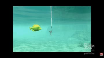 目玉焼きの次は魚釣り…？『Arctic Eggs』開発元の新作は奇妙な釣りゲー『About Fishing』【PC Gaming Show: Most Wanted 2025】