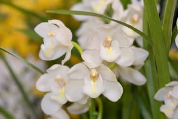 12月5日の花とは？【366日の誕生花と幸せの花言葉】