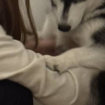 『台所に忍び込んだこと』がお母さんにバレたハスキー犬→子どものような『お説教中の光景』に3万いいね「ピンチで可愛いｗ」「どんまいｗ」