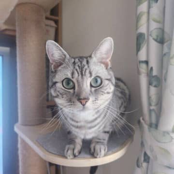 運動不足にはリスクがたくさん！　猫の運動量を効率的に増やすコツを獣医師に聞いた！