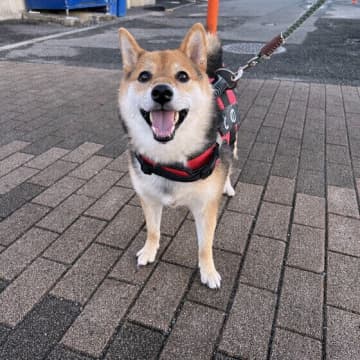 肥満は犬の命を脅かす！？　肥満がもたらす病気・トラブルと肥満予防法を解説
