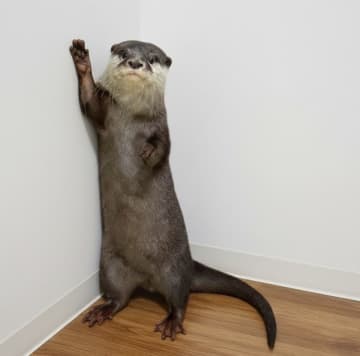 あなたの街でカワウソさんを育ててみませんか？カワウソと共に地域活性化プロジェクト　全国の市町村・自治体・行政機関さまへ　「コツメカワウソの交流型・保全型テーマパーク」の展開をご提案と募集！