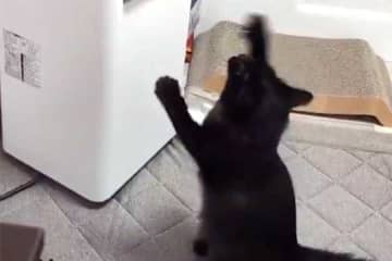 「見えない敵」と戦う元保護ねこ　必死にねこパンチを繰り出す姿に6.4万“いいね”　「健気に頑張る姿がかわいすぎる」