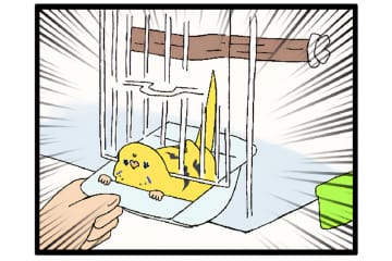 飼い主感動！換毛期のセキセイインコの葛藤がかわいすぎる【鳥マンガ #162】