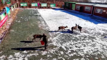 ハナジカ野生復帰で保護区の生態系が着実に回復　中国黒竜江省