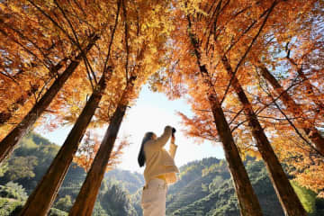 色づく木々、冬の林鮮やかに　中国・武夷山市