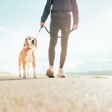 犬の『心を落ち着かせる』ためにすべき配慮5つ　飼い主が意識すべき思いやりや見直すべき生活習慣まで