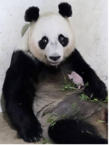 インドネシアでパンダの「フーチュン」が出産、大統領が「騎士」と命名