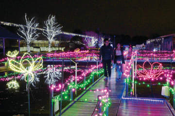 青や緑、ピンクなど色とりどりの光　10万球のLEDが園内彩る　埼玉・行田の古代蓮の里でイルミネーション始まる　今月28日までの土日にはプレミアムイベントも　イルミ点灯は来年2月まで
