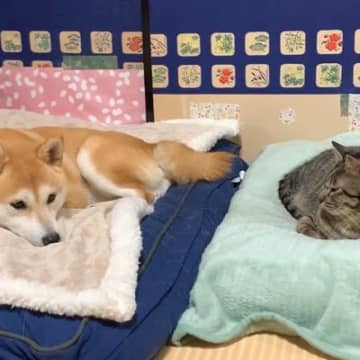 ふかふかの寝床でくつろぐ犬→水を飲みに行った瞬間、猫が…まさかの展開で『哀愁漂う光景』が62万再生「思った以上の悲壮感ｗ」「ぽつん」