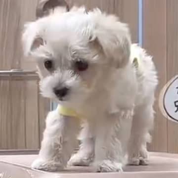 『たれ耳の子犬』を飼ったと思ったら…完全に想定外な『別の動物に変化したような光景』が157万再生「まさかのｗ」「可愛さ100倍になった」