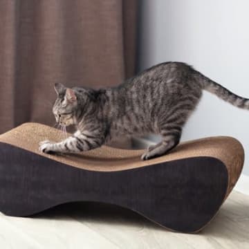 猫が『見られたくない』と思っている瞬間4つ　恥ずかしがっているの？飼い主が取るべき反応も